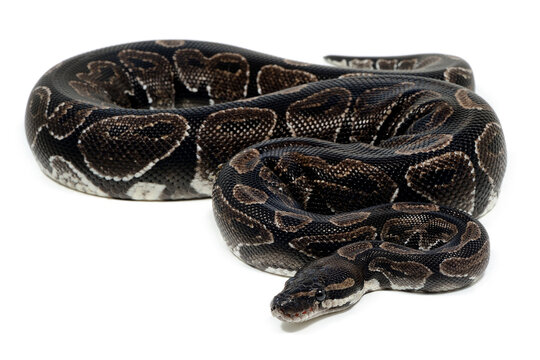 Ball python (Python regius) on a white background