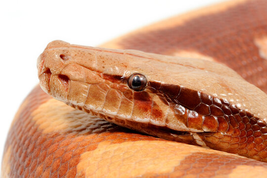 Sumatran short-tailed python (Python curtus) on a white background
