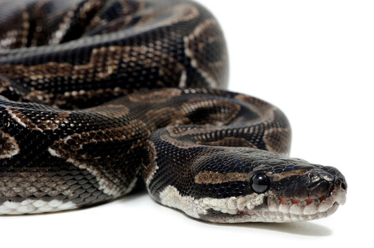 Ball python (Python regius) on a white background