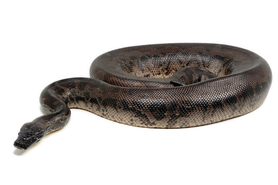 Sumatran short-tailed python (Python curtus) on a white background