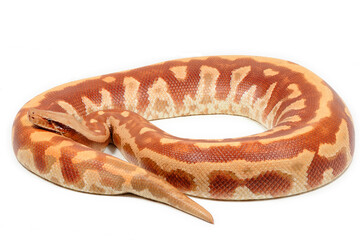 Sumatran short-tailed python (Python curtus) on a white background