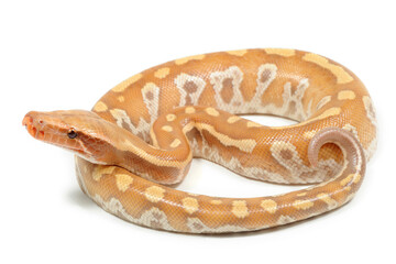 Sumatran short-tailed python (Python curtus) on a white background