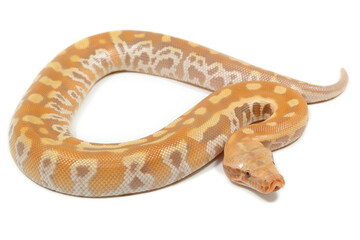 Sumatran short-tailed python (Python curtus) on a white background