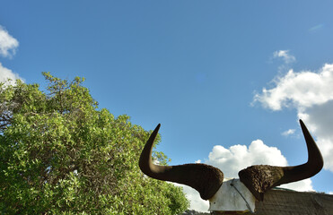Obraz premium A gatepost with horns and skull against the blue sky, a tree and clouds behind it, looking like an ominous warning