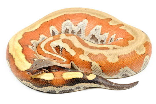 Sumatran short-tailed python (Python curtus) on a white background