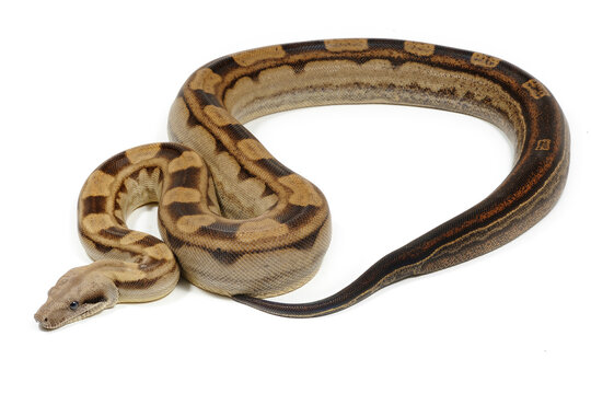 Boa imperator on a white background