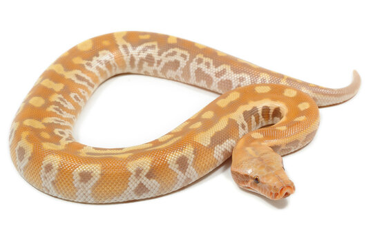 Sumatran short-tailed python (Python curtus) on a white background