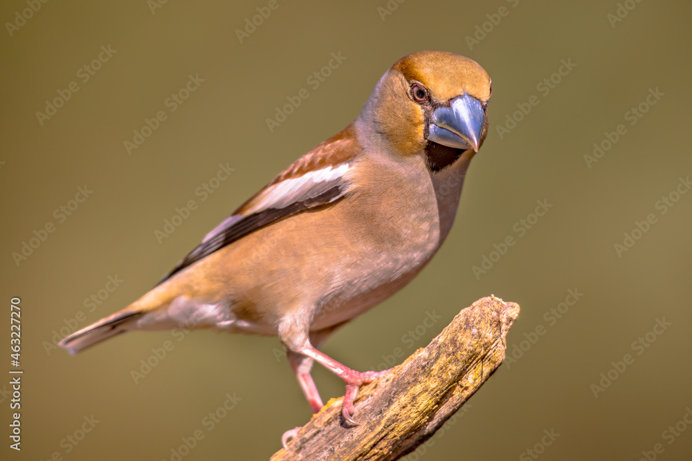 Wall mural hawfinch male bird foraging on blurred background