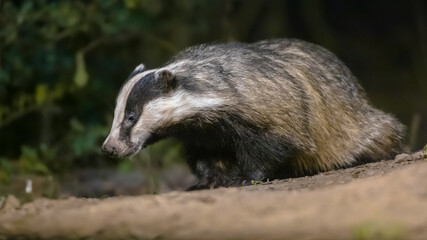 European badger foraging at night
