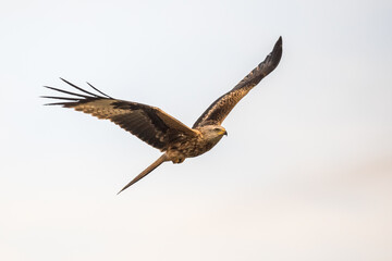 Flying red kite against blue sky