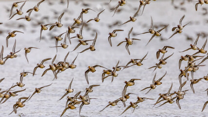 Flock of migrating Eurasian teal