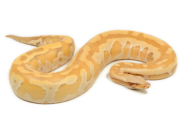 Sumatran short-tailed python (Python curtus) on a white background