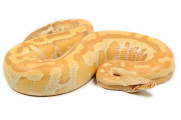 Sumatran short-tailed python (Python curtus) on a white background