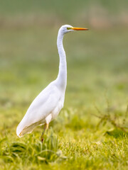 Great egret walkin on green bright background