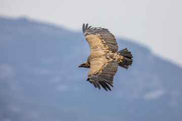 Griffon Vulture in flight