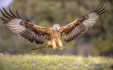 Flying red kite against blue sky