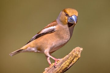 Hawfinch male bird foraging on blurred background