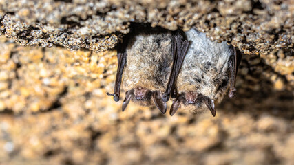 Hibernating long-eared bats in a cold cellar