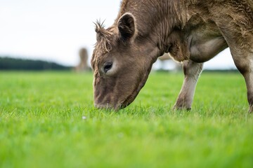 Cows in a field, grazing on pasture, in Australia