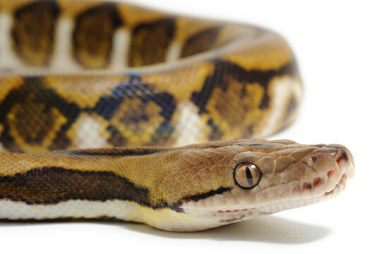 Reticulated python (Malayopython reticulatus) on a white background