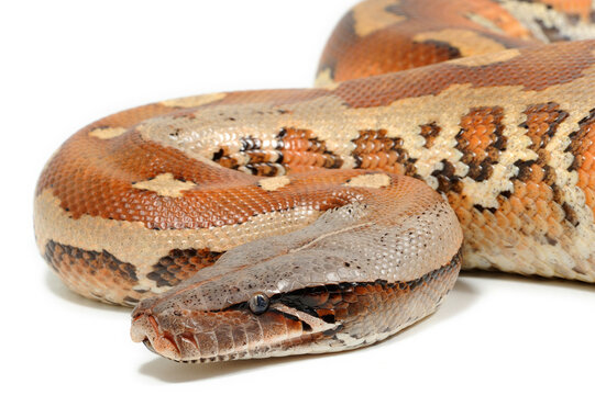 Sumatran short-tailed python (Python curtus) on a white background
