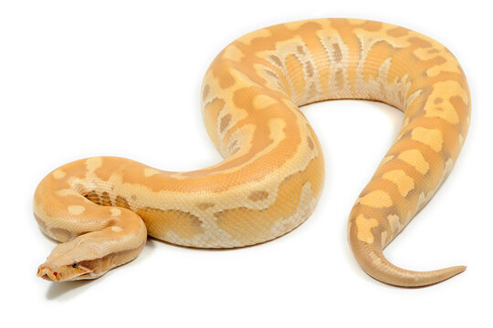 Sumatran short-tailed python (Python curtus) on a white background