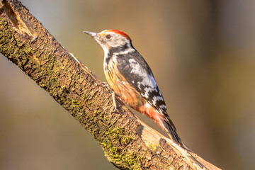 Middle spotted woodpecker