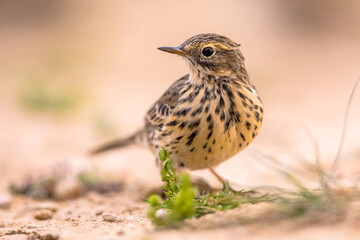 Meadow pipit on bright background