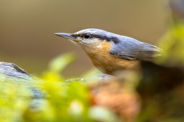 Nuthatch perched on tree trunk in forest