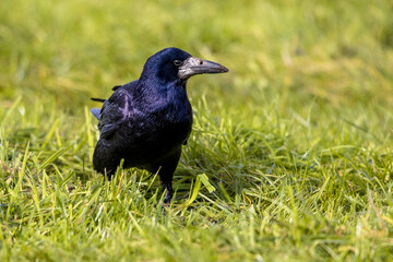 Portrait of Eurasian rook