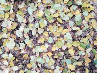 Autumn leaves on the ground. Background