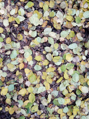 Autumn leaves on the ground. Background