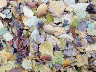 Autumn leaves on the ground. Background