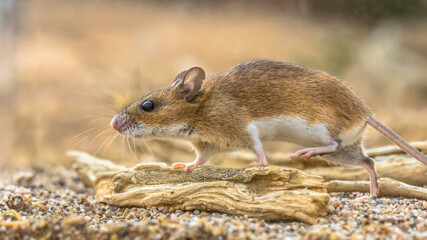 yellow-necked mouse on rock