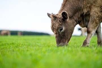 Stud organic speckle park and angus bulls grazing on yellow flowers in a field, on pasture, in...