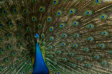 Obraz premium closeup Green peafowl 90-