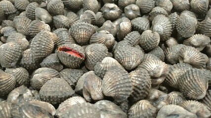 A pile of fresh scallops. Background of fresh and dirty scallops sold in the supermarket. Selected focus