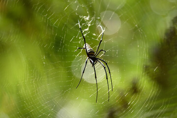 spider on the web