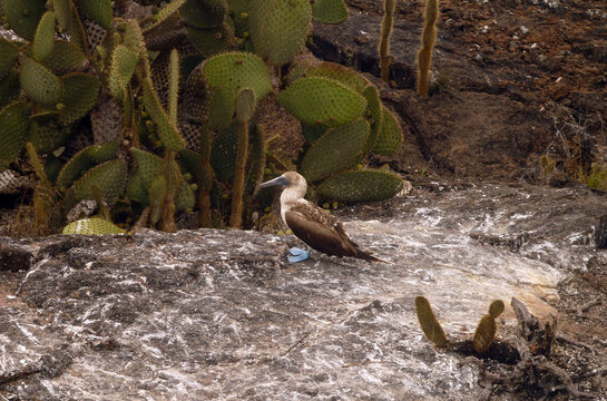 blue footed booby on the rocks