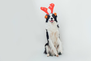 Funny portrait of cute smiling puppy dog border collie wearing Christmas costume red deer horns hat isolated on white background. Preparation for holiday. Happy Merry Christmas concept.