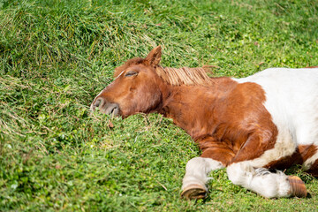 眠っている馬