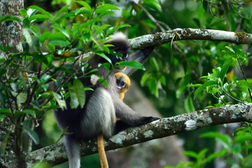 Mother and son Leaf monkey on tree in the wild,true love concept.