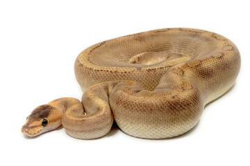 Ball python (Python regius) on a white background