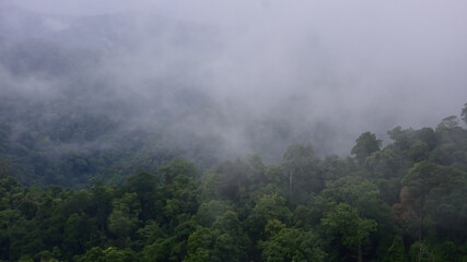 Fototapeta na wymiar tropical forest landscape in the mist,climate change and carbon sink concept for conservation and ecology.