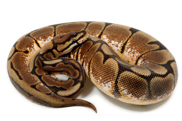 Ball python (Python regius) on a white background