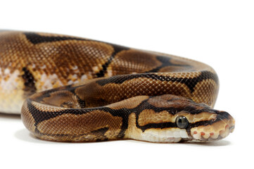 Ball python (Python regius) on a white background