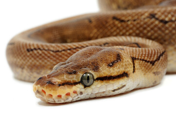 Ball python (Python regius) on a white background