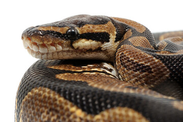 Ball python (Python regius) on a white background