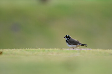 cute Plover bird in the grassland field