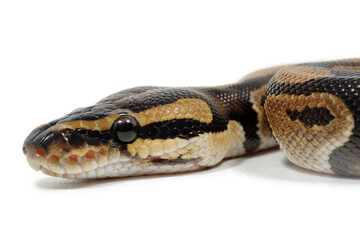 Fototapeta premium Ball python (Python regius) on a white background